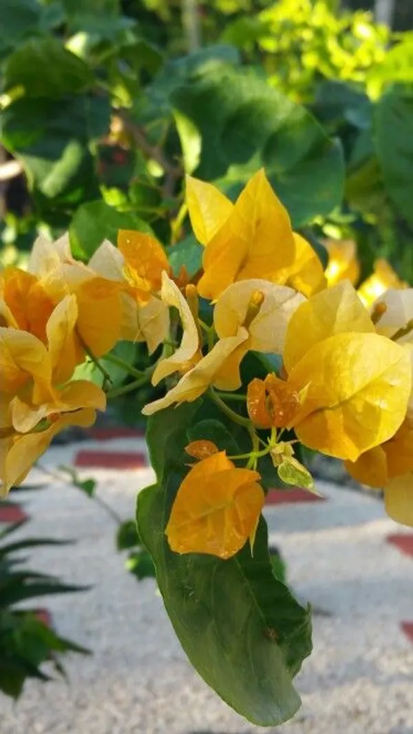 Hybrid_Chili_Yellow_Bougainvillea_Plant__(Pack_Of_1)