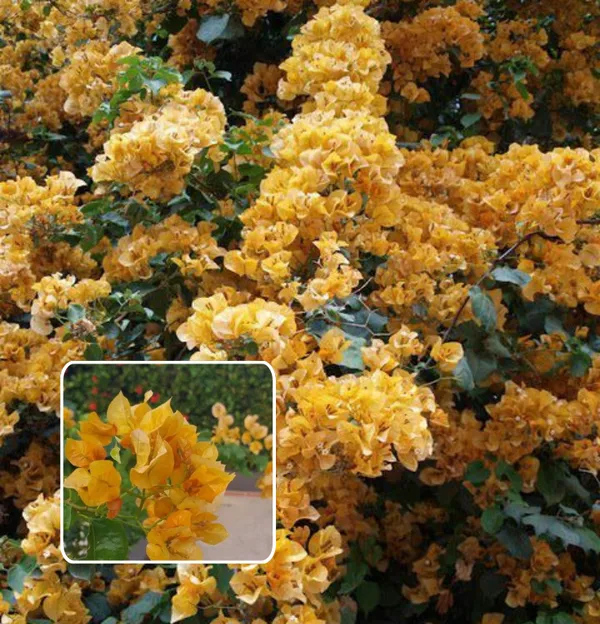 Hybrid_Chili_Yellow_Bougainvillea_Plant__(Pack_Of_1)