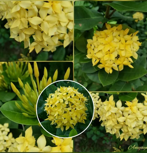 Chinese_ixora_yellow-_Flower_Plant__(Pack_Of_1)