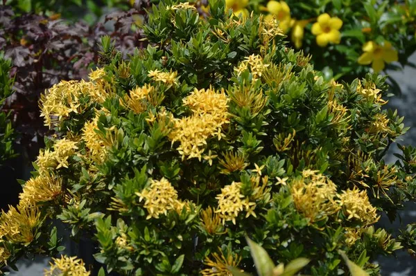 Chinese_ixora_yellow-_Flower_Plant__(Pack_Of_1)