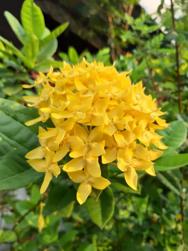 Chinese_ixora_yellow-_Flower_Plant__(Pack_Of_1)