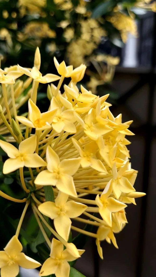 Chinese_ixora_yellow-_Flower_Plant__(Pack_Of_1)