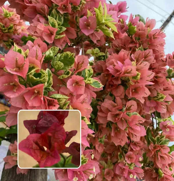 Chocolate_Brown_bougainvillea_(Pack_Of_1)
