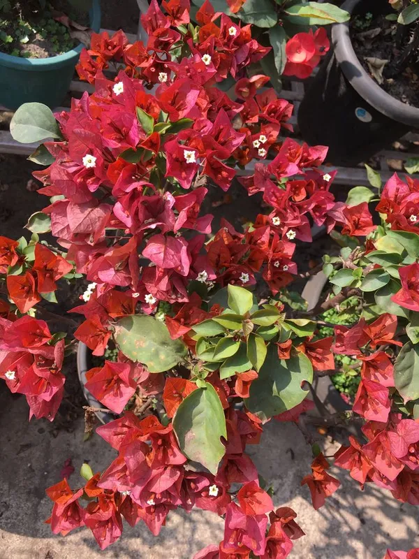 Chocolate_Brown_bougainvillea_(Pack_Of_1)