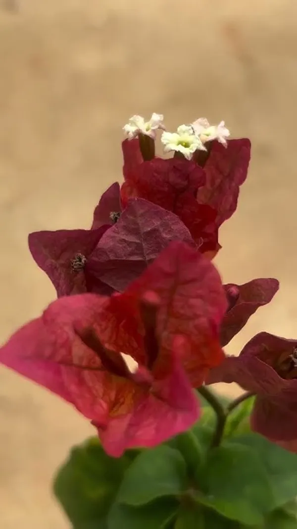 Chocolate_Brown_bougainvillea_(Pack_Of_1)