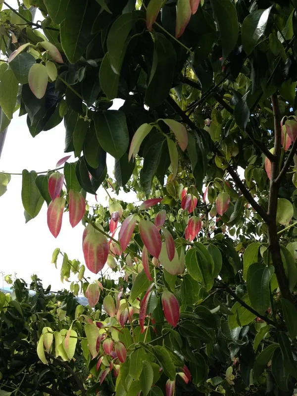 Cinnamon--Dalchini--Masala-Plant__(Pack_Of_1)