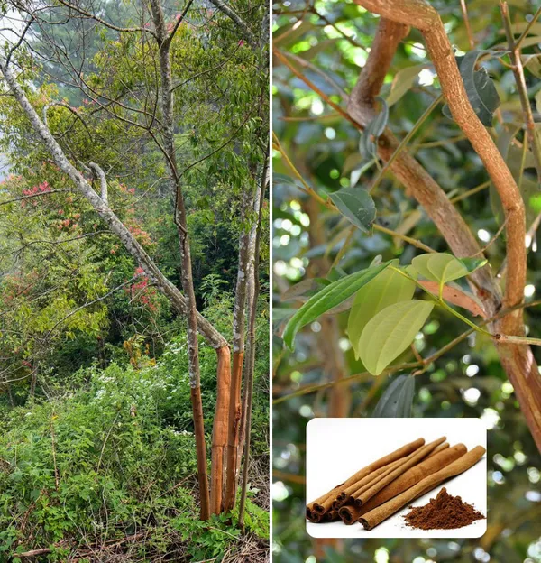 Cinnamon--Dalchini--Masala-Plant__(Pack_Of_1)