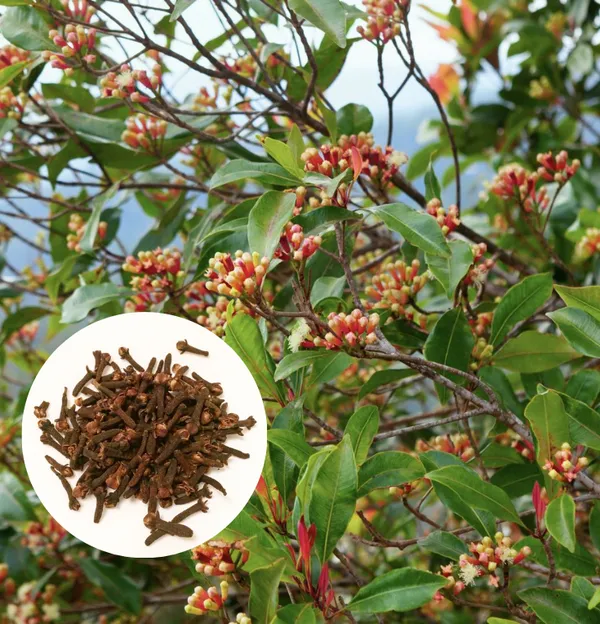 Clove_Airleding_Lobongo_Fruit_Plant_(Pack_Of_1)