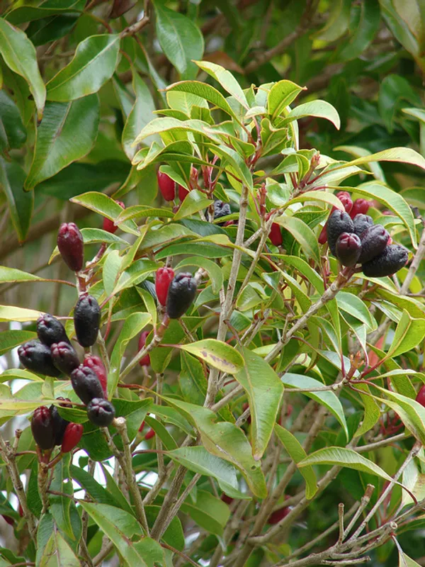 Clove_Airleding_Lobongo_Fruit_Plant_(Pack_Of_1)