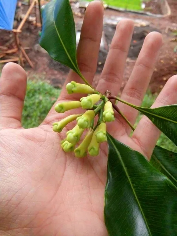 Clove_Airleding_Lobongo_Fruit_Plant_(Pack_Of_1)