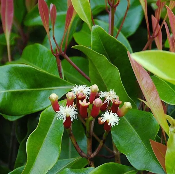 Clove_Airleding_Lobongo_Fruit_Plant_(Pack_Of_1)