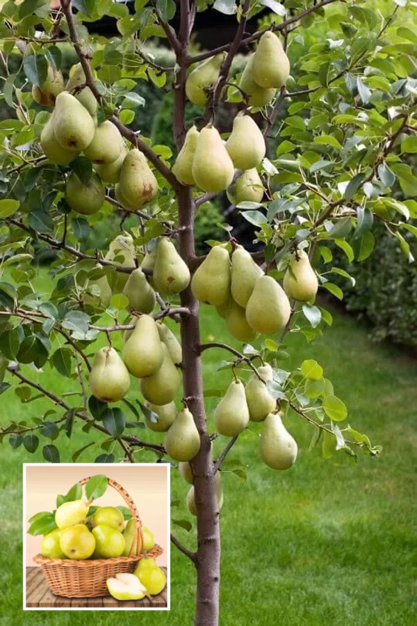 D’Anjou_Pear_Naspati_Plant__(Pack_Of_1)