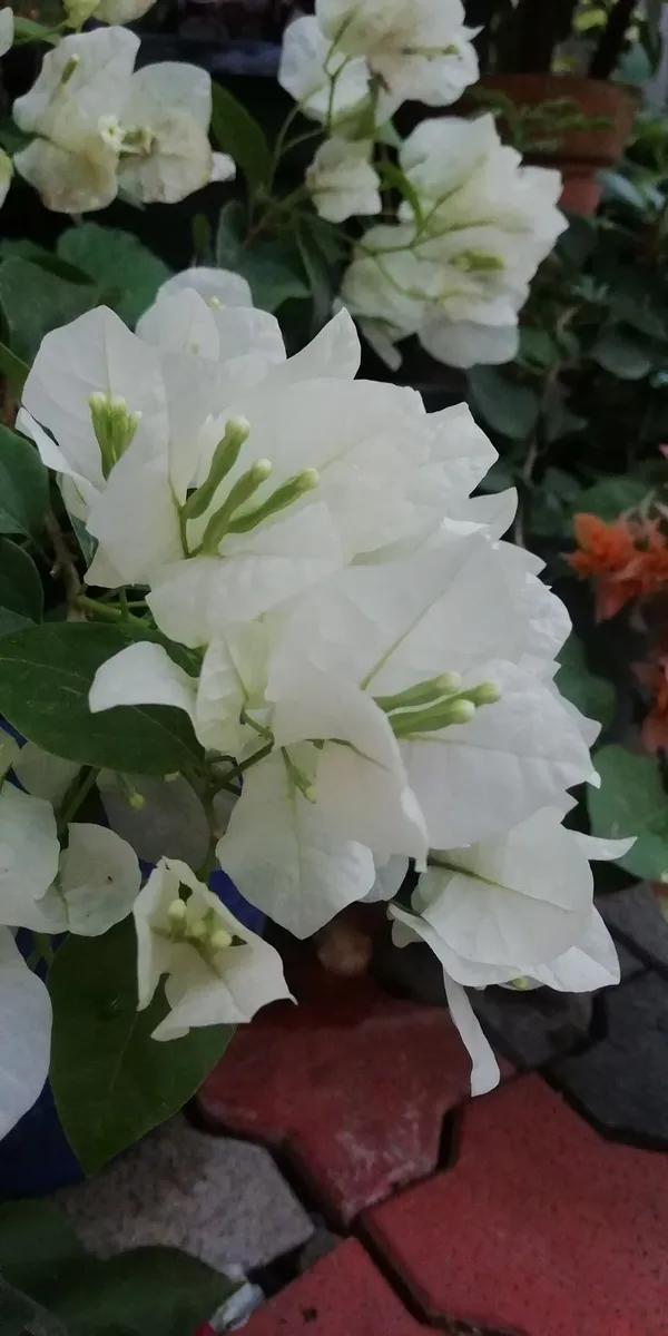 Dania_White_Bougainvillea_(Pack_Of_1)