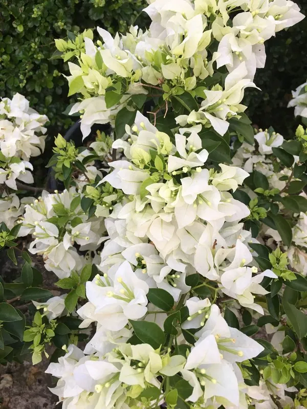 Dania_White_Bougainvillea_(Pack_Of_1)