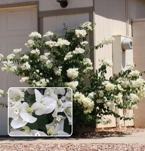 Dania_White_Bougainvillea_(Pack_Of_1)