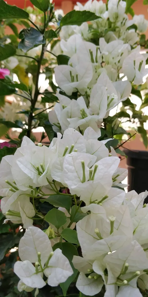 Dania_White_Bougainvillea_(Pack_Of_1)