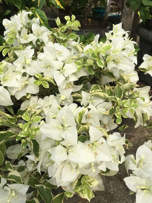 Dania_White_Bougainvillea_(Pack_Of_1)