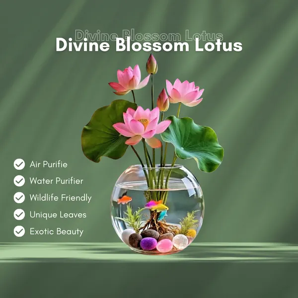 Divine_Bloom_Lotus_Plant_Blub__(Pack_Of_5)
