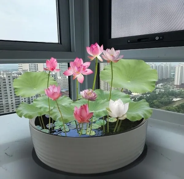 Divine_Bloom_Lotus_Plant_Blub__(Pack_Of_5)