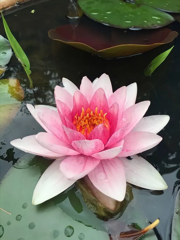 Divine_Bloom_Lotus_Plant_Blub__(Pack_Of_5)
