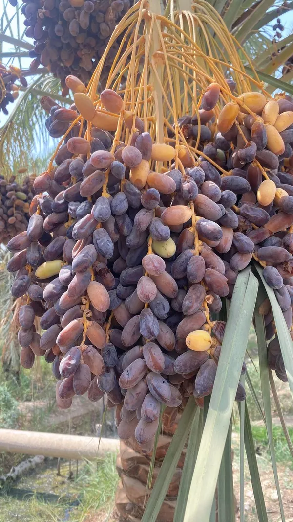 Dwarf-Arabian-Date-Plant__(Pack_Of_1)