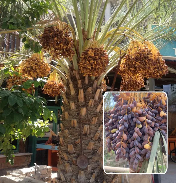 Dwarf-Arabian-Date-Plant__(Pack_Of_1)