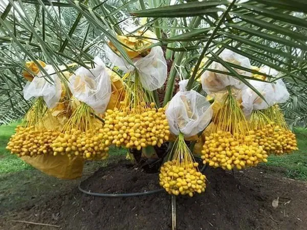 Dwarf-Arabian-Date-Plant__(Pack_Of_1)