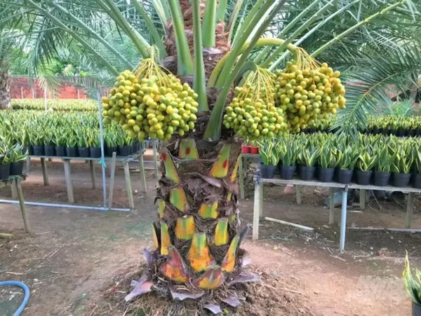 Dwarf-Arabian-Date-Plant__(Pack_Of_1)