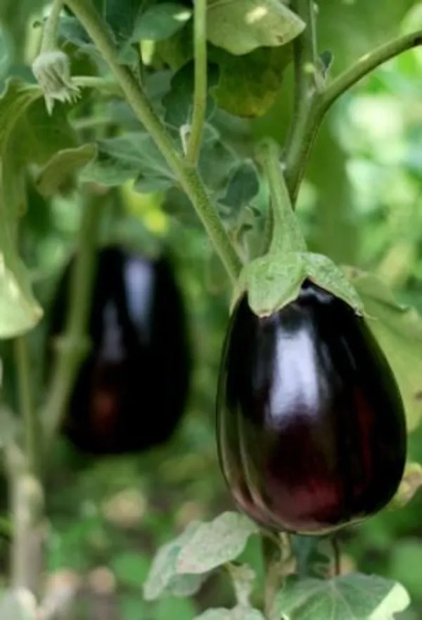 Egg_plant_(Pack_Of_1)