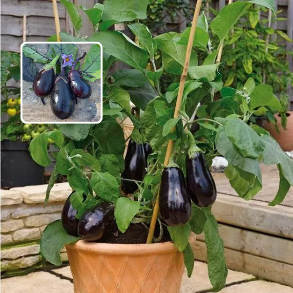 Egg_plant_(Pack_Of_1)