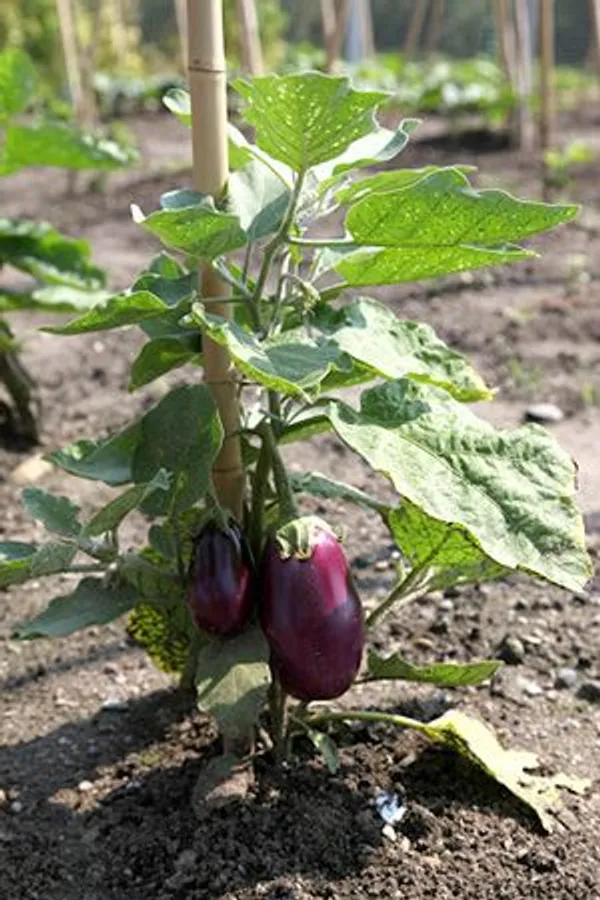 Egg_plant_(Pack_Of_1)