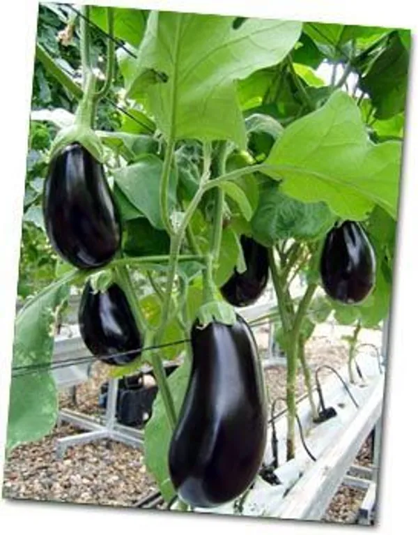 Egg_plant_(Pack_Of_1)