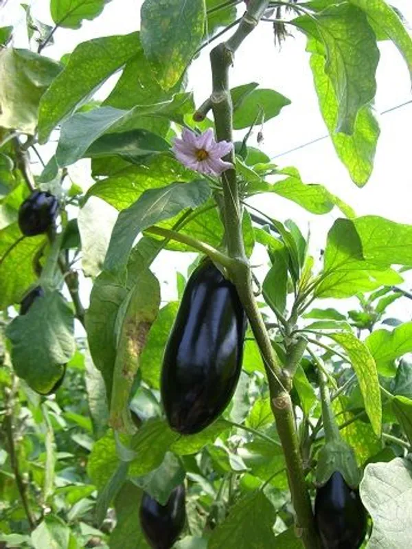 Egg_plant_(Pack_Of_1)