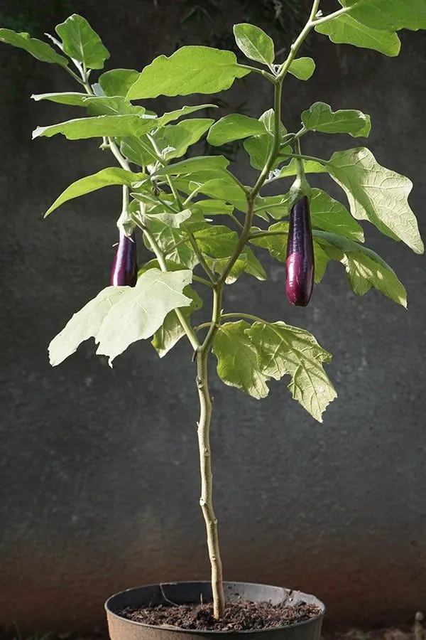 Egg_plant_(Pack_Of_1)