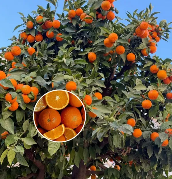 Egyptian_Valencia_orange_plant__(Pack_Of_1)