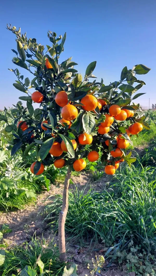 Egyptian_Valencia_orange_plant__(Pack_Of_1)