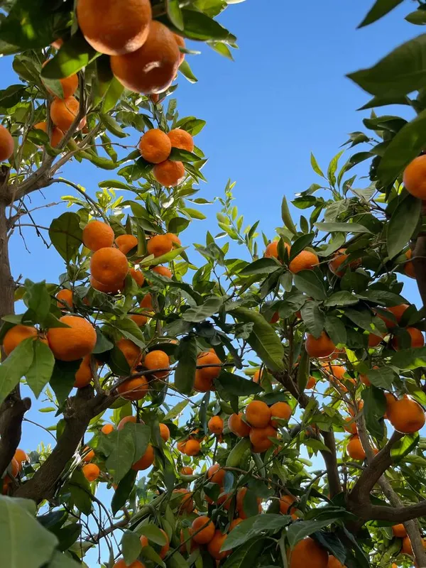 Egyptian_Valencia_orange_plant__(Pack_Of_1)