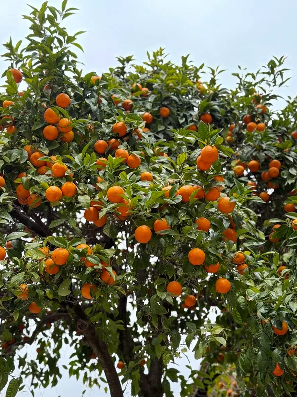 Egyptian_Valencia_orange_plant__(Pack_Of_1)