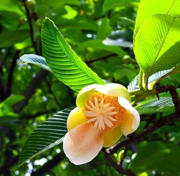 Elephant_Apple_Plant_(Pack_Of_1)