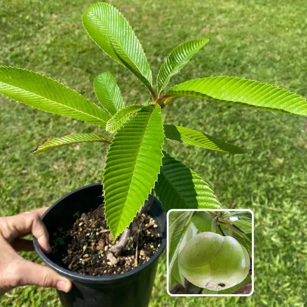Elephant_Apple_Plant_(Pack_Of_1)