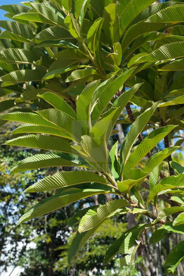 Elephant_Apple_Plant_(Pack_Of_1)