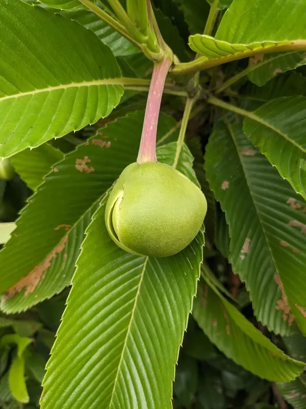 Elephant_Apple_Plant_(Pack_Of_1)