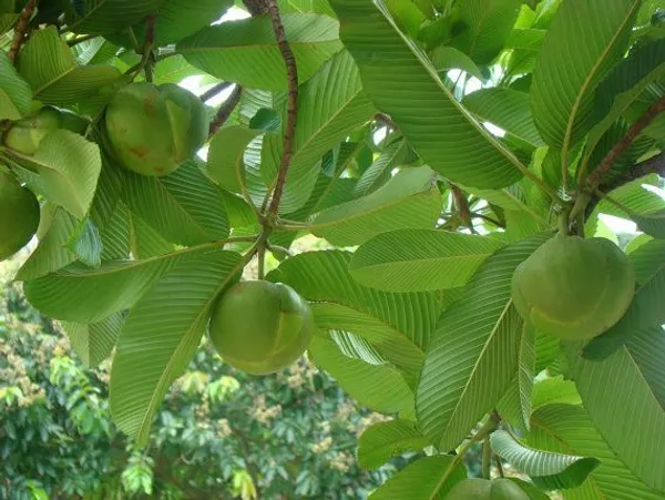 Elephant_Apple_Plant_(Pack_Of_1)