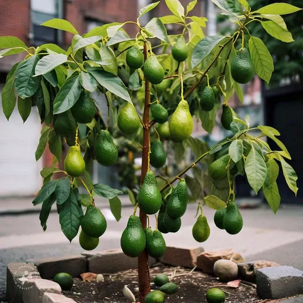 Emerald_Delight_Avocado_Plant__(Pack_Of_1)