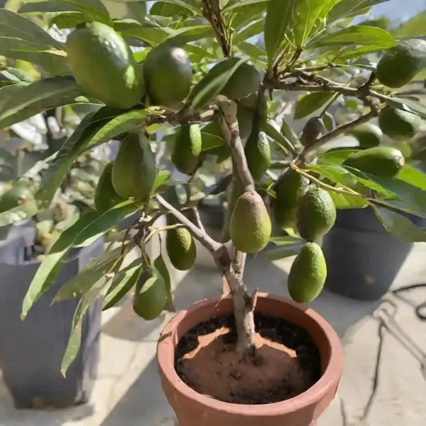 Emerald_Delight_Avocado_Plant__(Pack_Of_1)