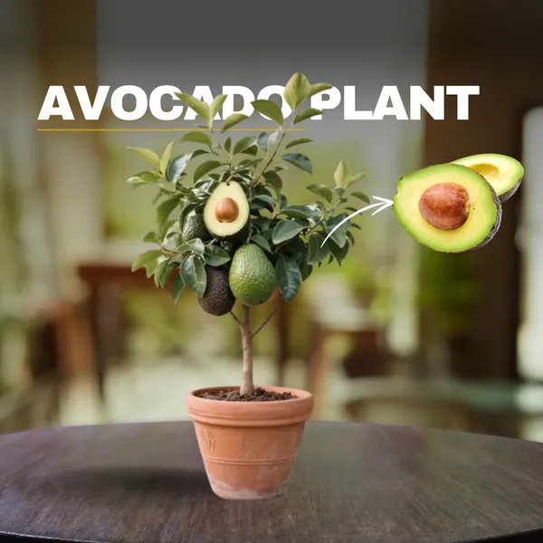 Emerald_Delight_Avocado_Plant__(Pack_Of_1)