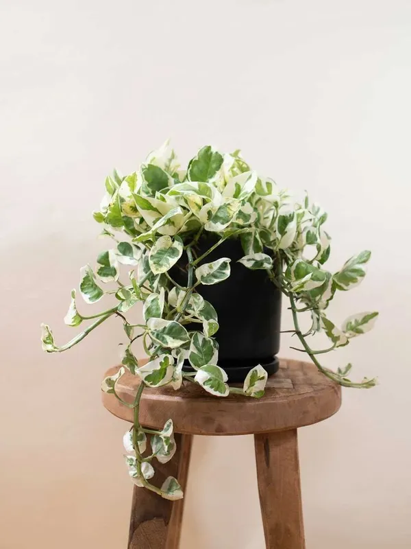 Emerald_Fortune_Money_Plant_(Pack_Of_1)