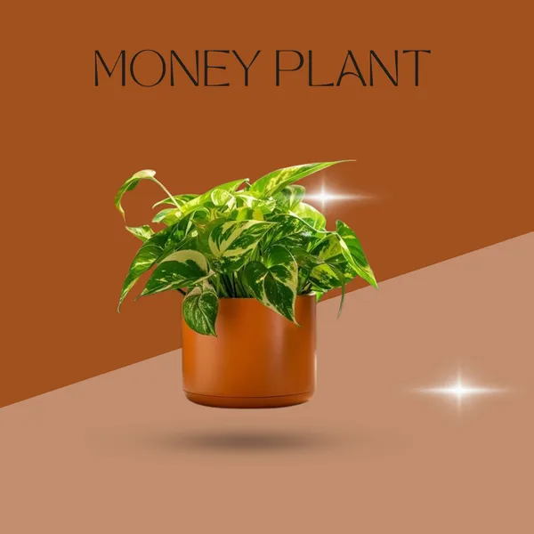 Emerald_Fortune_Money_Plant_(Pack_Of_1)