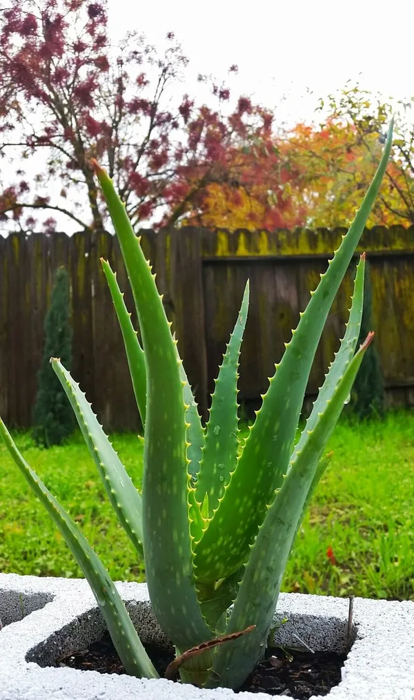 Hybrid_Mystic_Jade_Aloevera_Plant_(Pack_Of_1)
