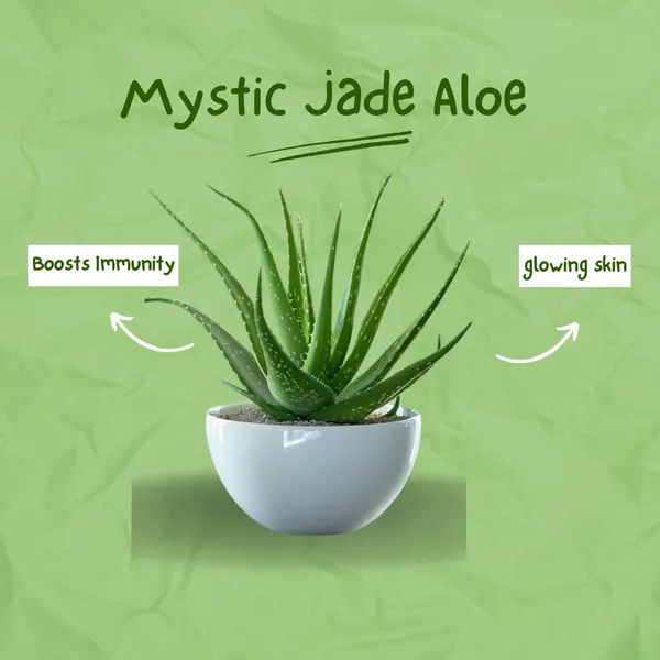 Hybrid_Mystic_Jade_Aloevera_Plant_(Pack_Of_1)